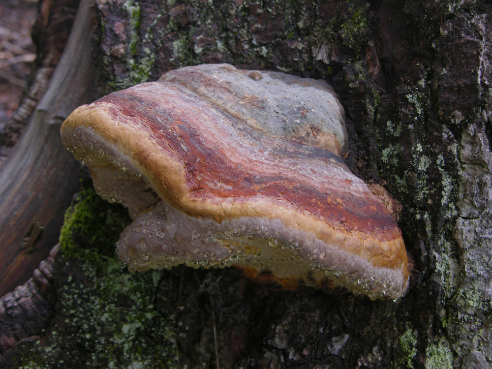 Pioggia per 2 giorni...i funghi arriveranno